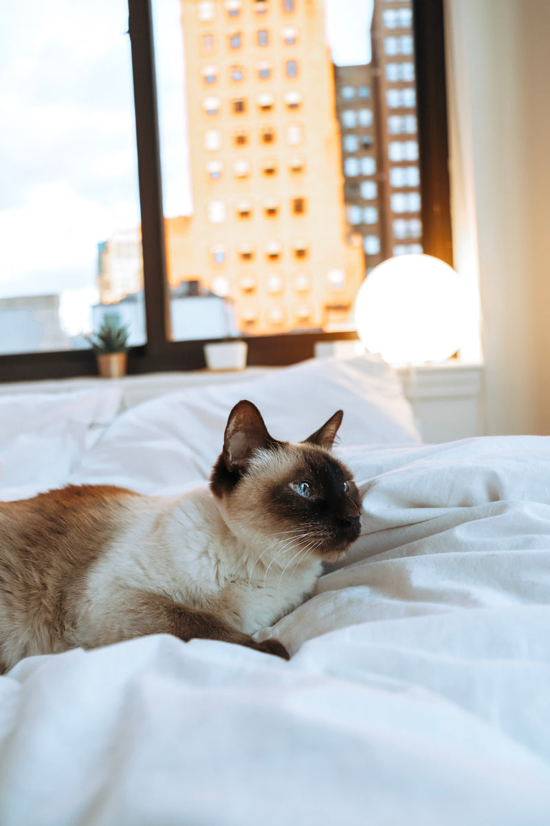 happypetssupply cat