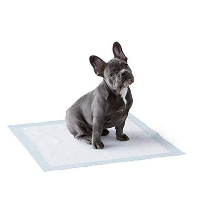 potty, puppy