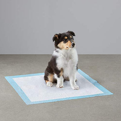 potty, puppy
