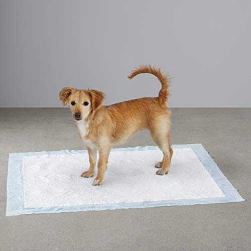 potty, puppy