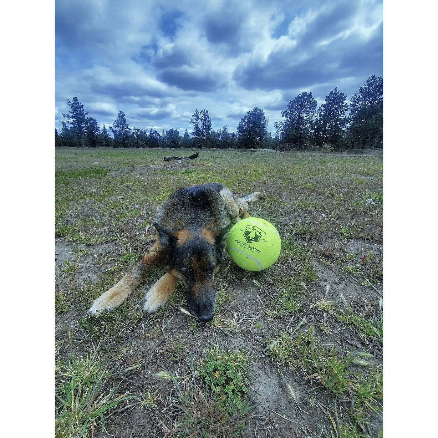 #dog, 8, 9.5, adventure, ball, balllarge, balls, best, brand, chewing, crazy, days, dogs, fast, from, Germanshephard, green, hand, happypetssupply, happypetssupplycomlarge, inch, large, love, material, meta, name, next, over, Pet, Pets, pooch, price, puppy, quality, rubber, save, shipping, shippinglarge, supplies, tennis, that, todaylarge, toys, type, will