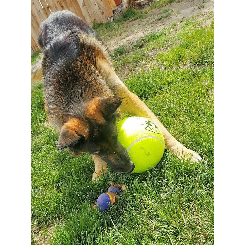 #dog, 8, 9.5, adventure, ball, balllarge, balls, best, brand, chewing, crazy, days, dogs, fast, from, Germanshephard, green, hand, happypetssupply, happypetssupplycomlarge, inch, large, love, material, meta, name, next, over, Pet, Pets, pooch, price, puppy, quality, rubber, save, shipping, shippinglarge, supplies, tennis, that, todaylarge, toys, type, will