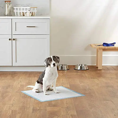 potty, puppy