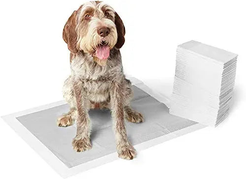 potty, puppy
