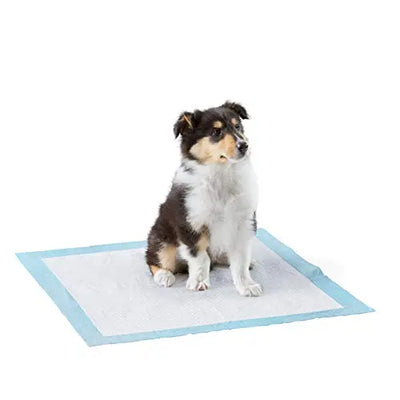 potty, puppy
